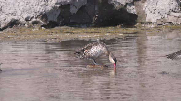 Red-billed teal ducks at a waterhole 