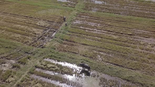  Aerial footage of buffaloes grazing in rice paddy fields and flying egrets. Langkawi, Malaysia.