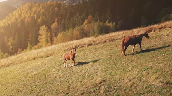 Sun Mountain Horses Pasture Aerial