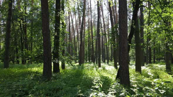 Trees in the Forest By Summer Day