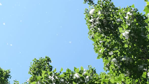 Poplar Tree with Seeds in Fluff on the Background