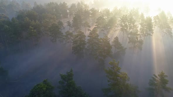 Aerial Shot of Foggy Forest at Sunrise. Flying Over Pine Trees Early in the Morning