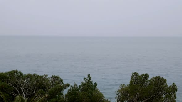 Snow Falling Over Pine Trees Near Sea On Winter Season