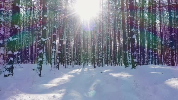 Amazing Sunset in the Winter Forest Aerial View