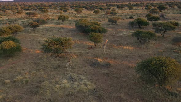 Aerial view of giraffes in the desert of Namibia.