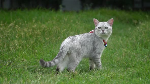 Silver Cute Cat Walking On Green Grass Slow Motion 