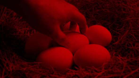 Man Picks Up Egg From Incubator