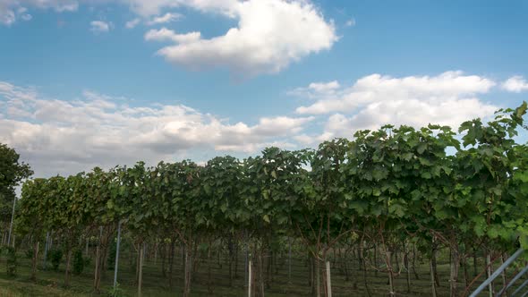 Time lapse video of Vineyard on a sunny day with beautiful and amazing clouds on the sky.