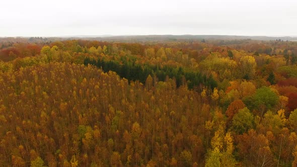 Aerial view of the autumn forest in cloudy weather