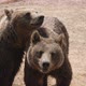 Two Brown Bears Are Standing and Playing Together on a Sandy Beach in Summer  - VideoHive Item for Sale