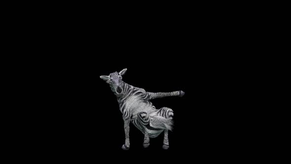 47 Zebra Dancing HD