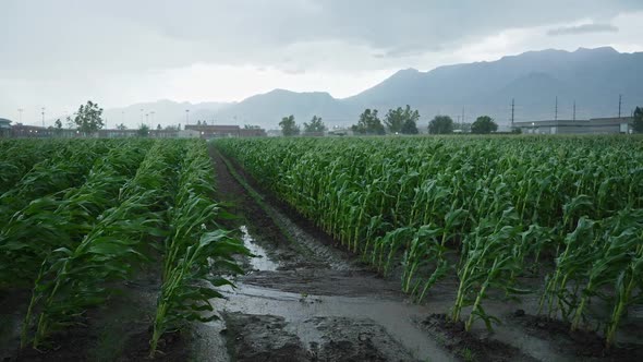 Wind blowing through cornfield during summer rainstorm