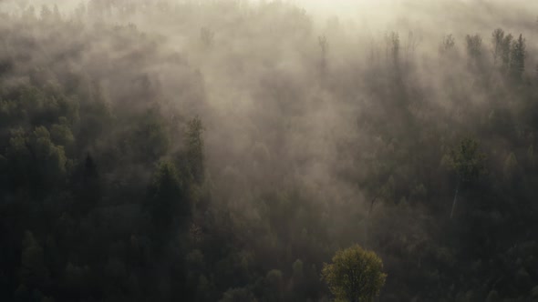 Foggy Forest