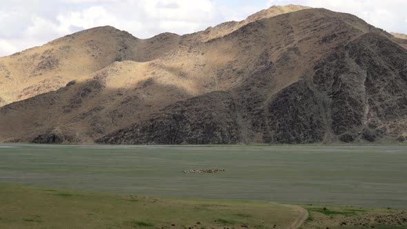 Crowded Herd of Sheep Walking on Barren Land of Terrestrial Climate in Central Asian Meadow