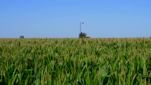 View of a corn field with a windmill in the distance on a sunny morning. Slow motion.