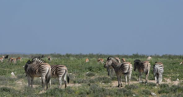 Zebra in bush, Namibia Africa wildlife