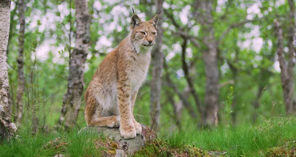 Full Body Portrait of European Lynx Sitting in the Forest