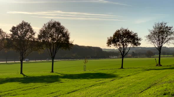 Wide shot of cleared forest avenue with new planting tree on countryside farm during sunlight - Rene