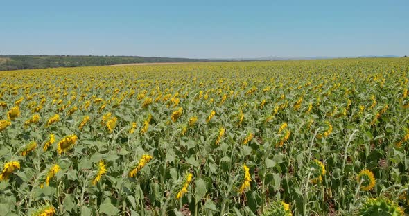 Drone Shot with Ascending Top View of Yellow and Green Sunflower Fields for Agriculture with Open Bl