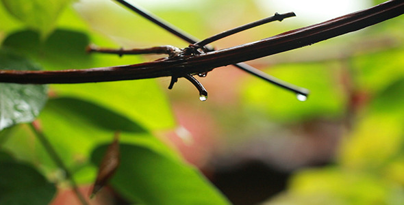 Rain Drop Dripping 1 alt