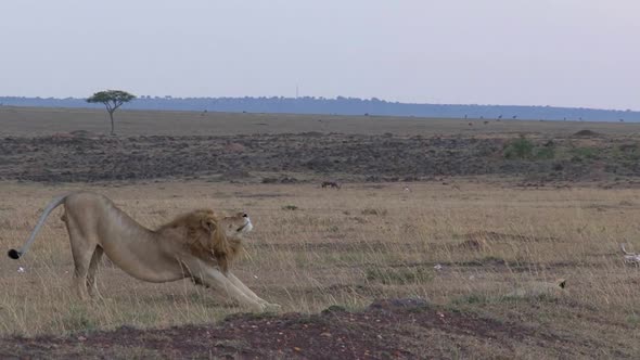 Lions resting on the savanna