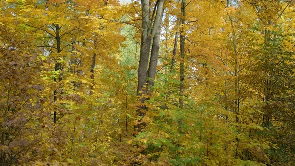 Beautiful Autumn Tree with Yellow Leaves in Forest