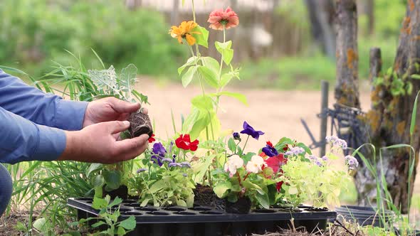 Closeup Caring Male Hands Hold Seedlings of a Young Flower