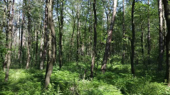 Beautiful Green Forest on a Summer Day Slow Motion