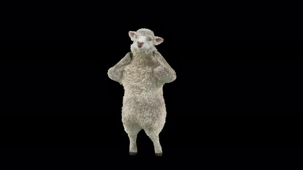 35 Sheep Dancing 4K