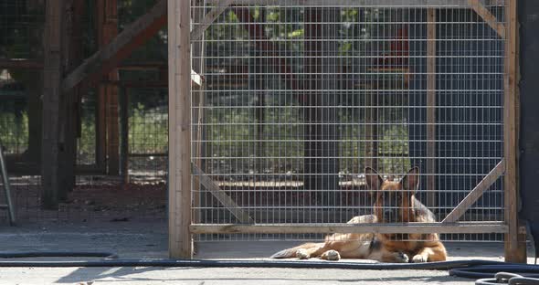 Guard Dog Inside the Gate