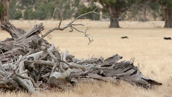 Open field with pile of dead trees foreground with working cattle dogs running in the background