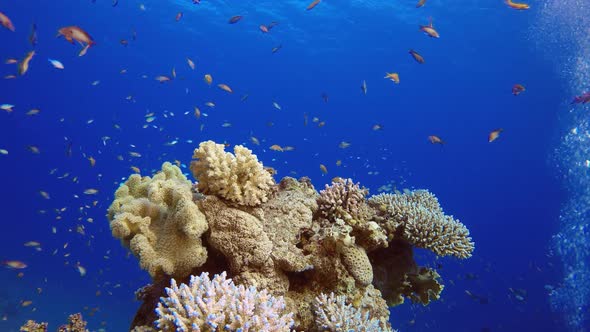 Beautiful Tropical Coral