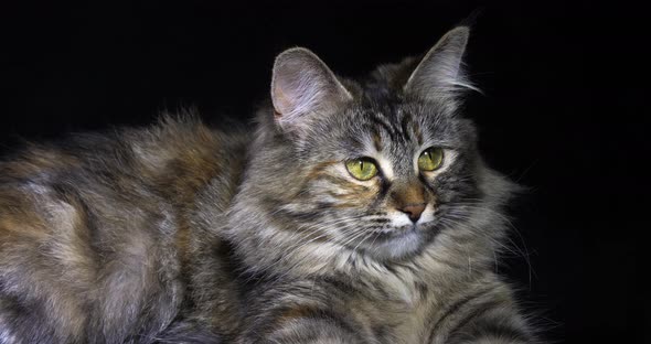 Tortie Maine Coon Domestic Cat, Female laying against Black Background, Normandy in France