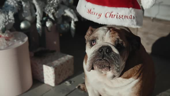 Closeup Portrait of Funny Bulldog Dog in Xmas Suit Wears Santa Hat Sitting Near Decorations and