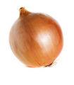 onion - PhotoDune Item for Sale