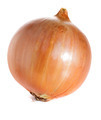 onion - PhotoDune Item for Sale