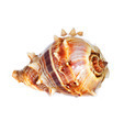 sea shell - PhotoDune Item for Sale