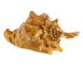 sea shell - PhotoDune Item for Sale