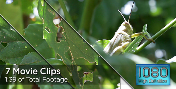 Grasshoppers Ravage Plants