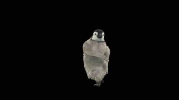 Penguin Dancing 4K