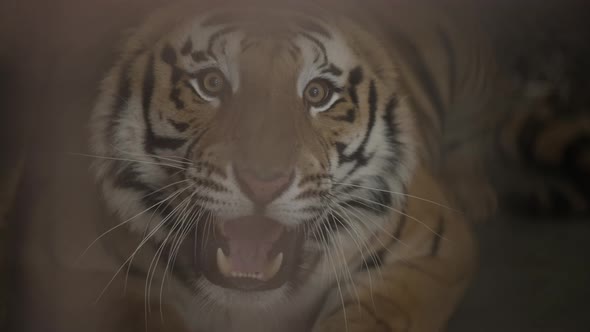 Tiger in Cage Roaring