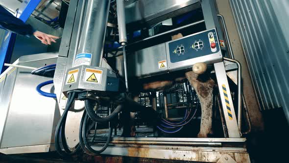 Farm Machine is Getting Operated While Milking a Cow