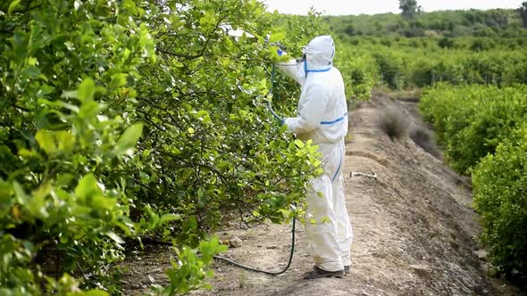 Farmer spray pesticide on fruit lemon trees.