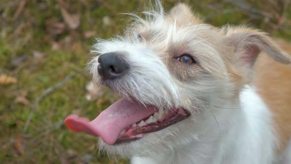 Portrait of a Jack Russell Terrier in the spring forest. Head close-up with tongue hanging out