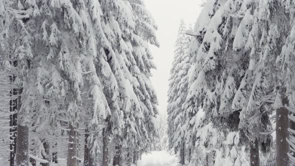 A Crosscountry Skiing Trail in a Snowcovered Forest Landscape in Winter