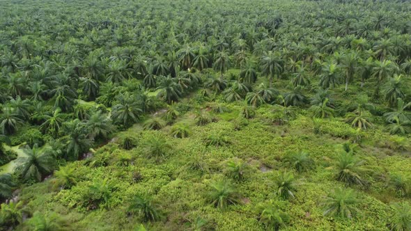 Aerial view young and old oil palm