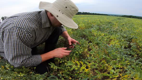 Male Agronomist Sitting at Chickpea Field and Exploring Green Bushes at Overcast Day