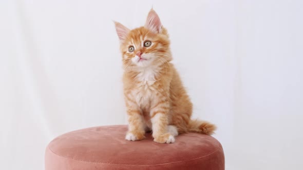 Ginger Kitten Watching Sitting on a Pink Pouf