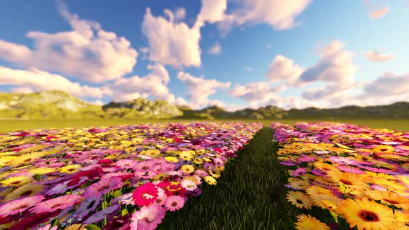 Flower Field