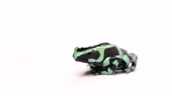 poison dart frog smooth zoom in slomo